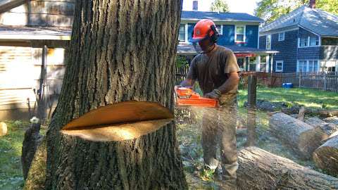 Jobs in Tom Pasternak - Tree Pro Services - reviews